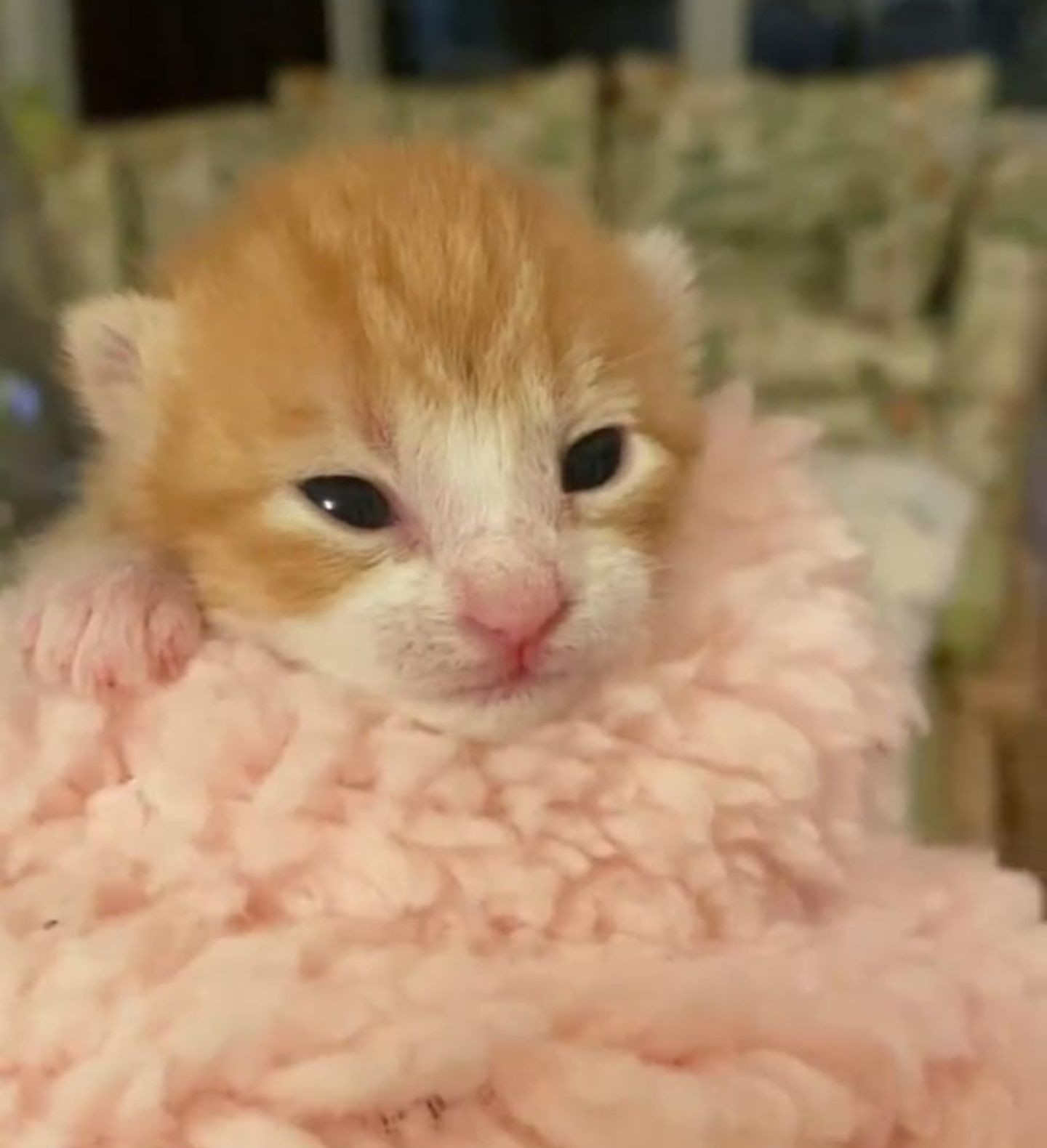 baby cat