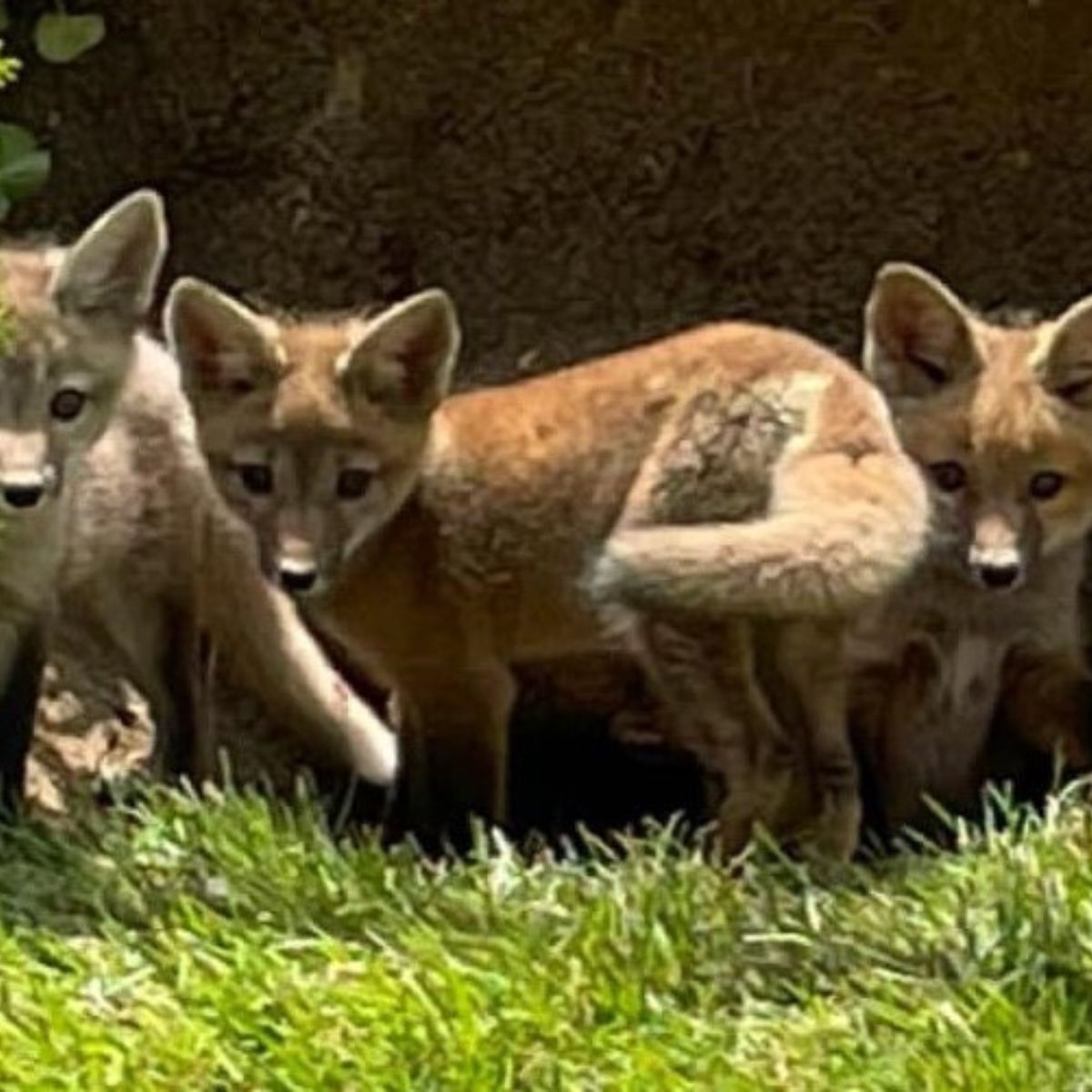 baby foxes