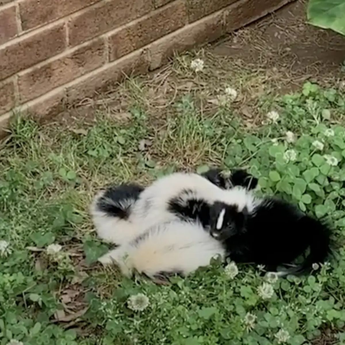 baby skunks lying on grass