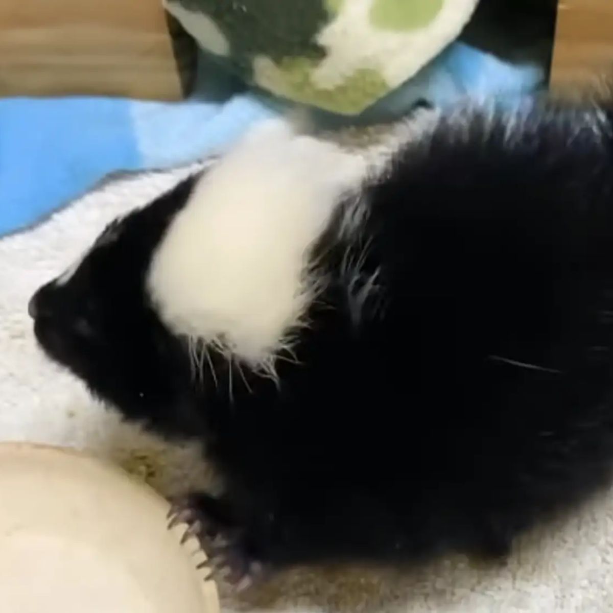 baby skunks