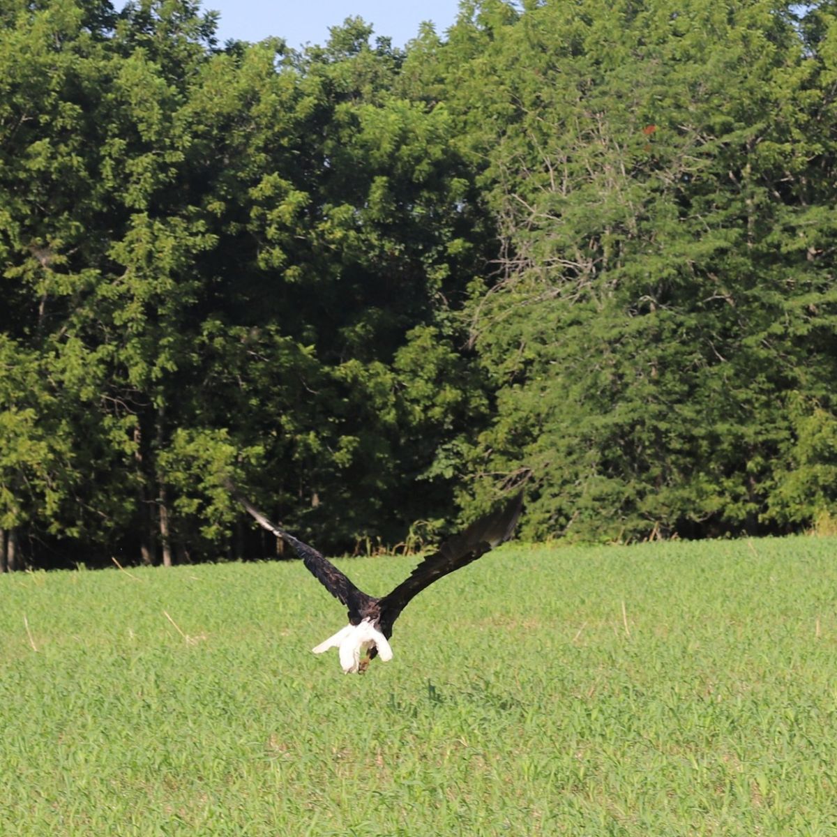 bald eagle flying away