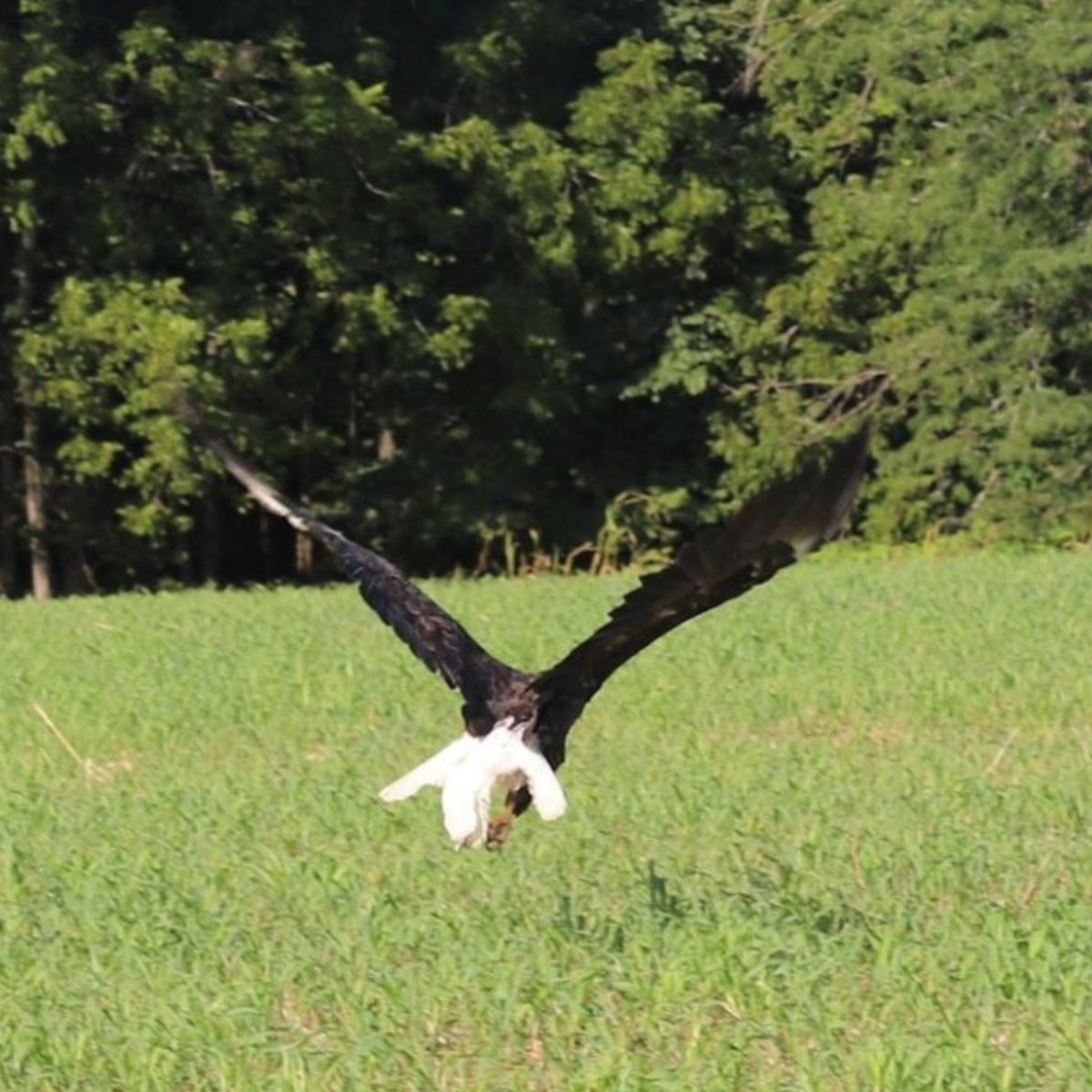 bald eagle flying