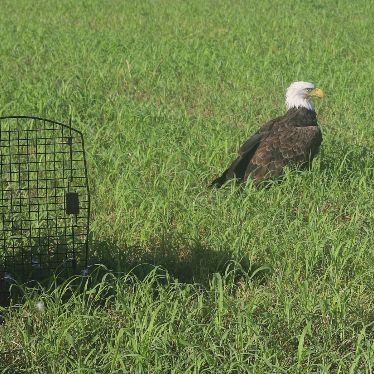bald eagle standing next to a cage in grass