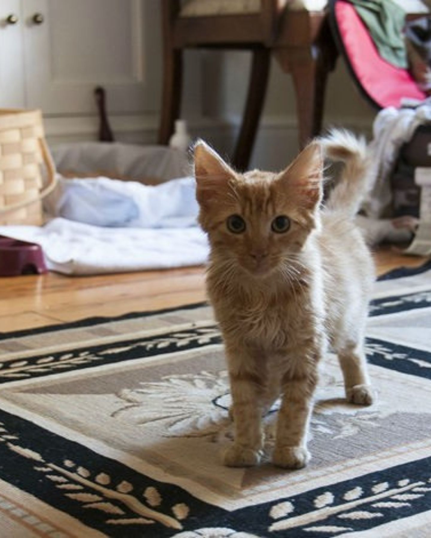 bathed and fragrant kitten