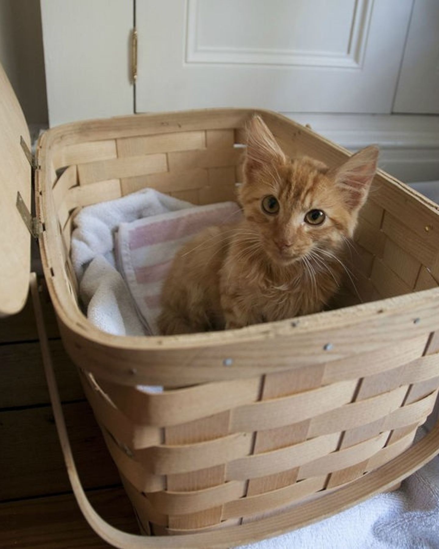 bathed kitten in a basket