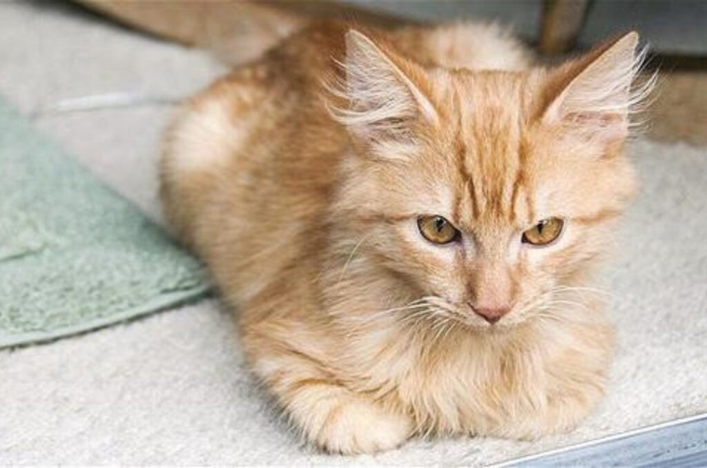 bathed kitten is resting