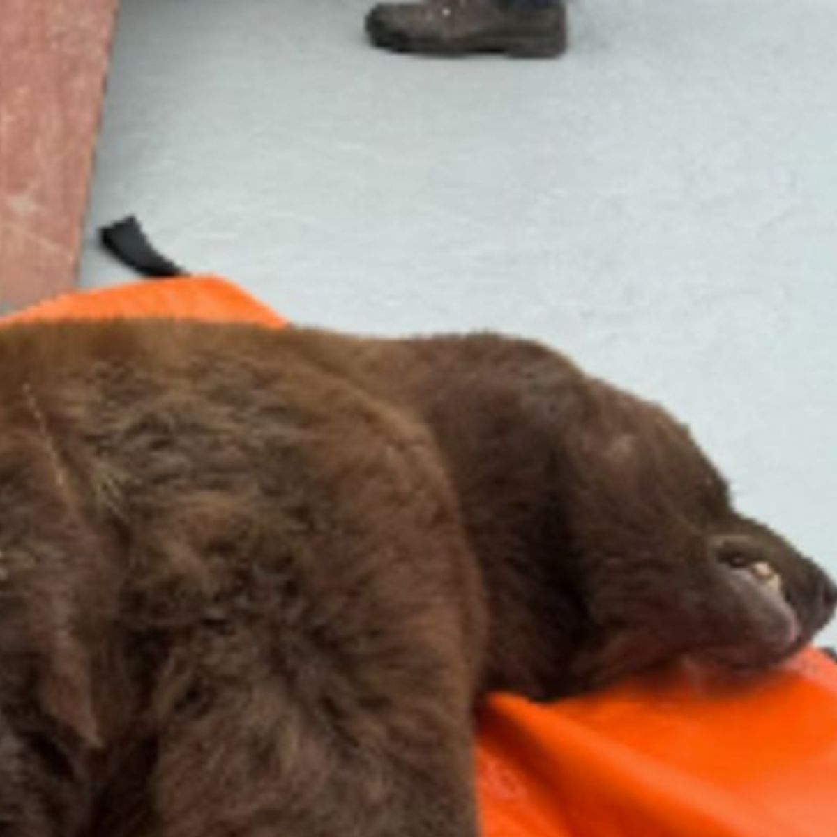 bear lying on the floor