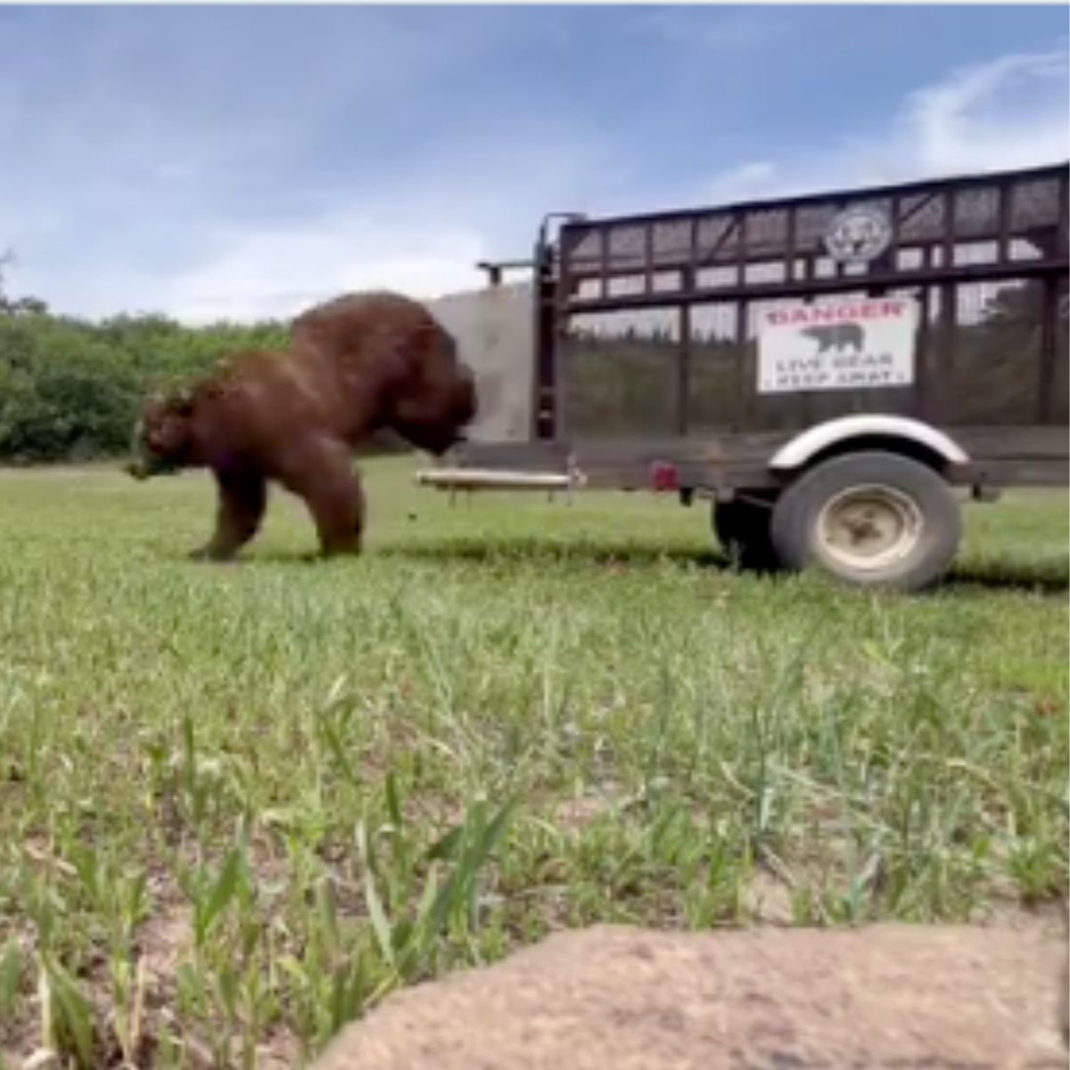 bear released into the wild