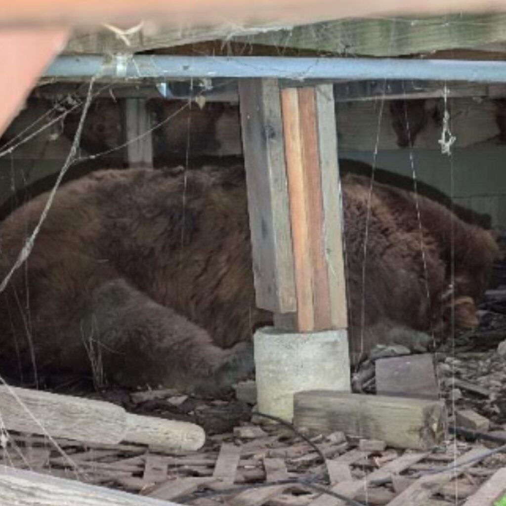 bear stuck under a house