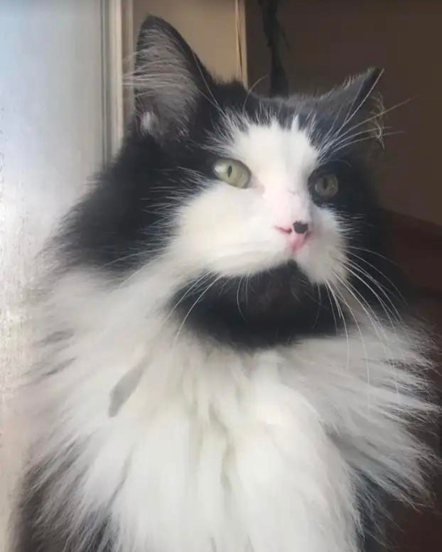 beautiful black and white cat