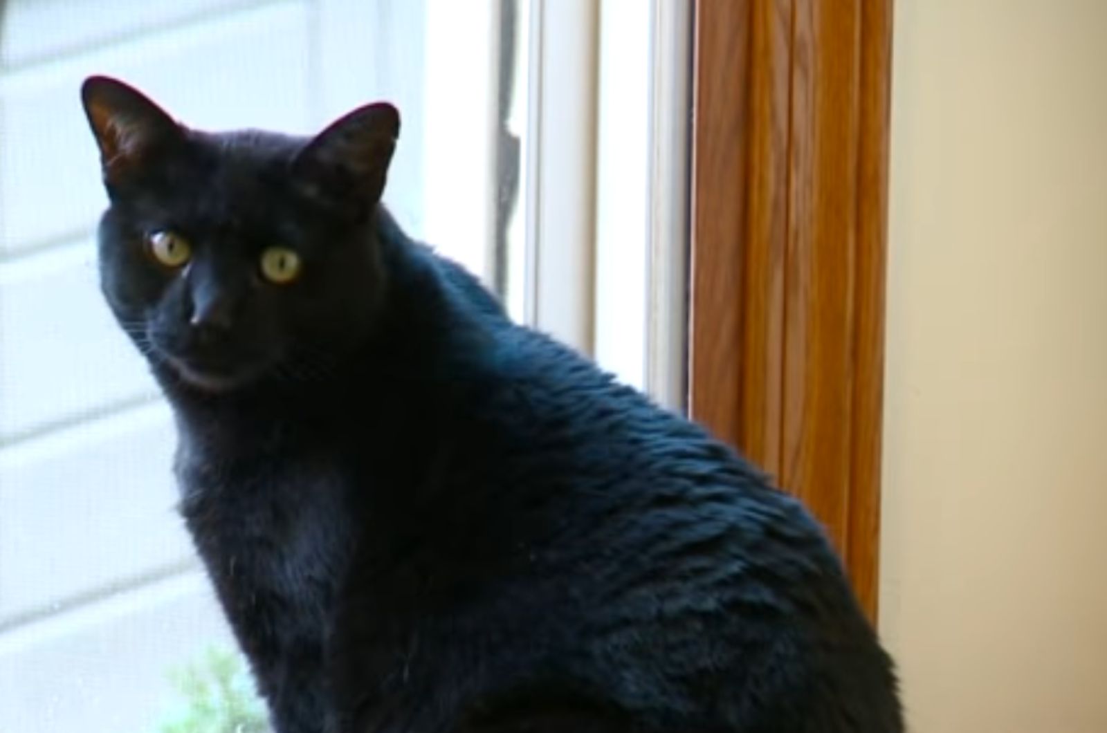 beautiful black cat