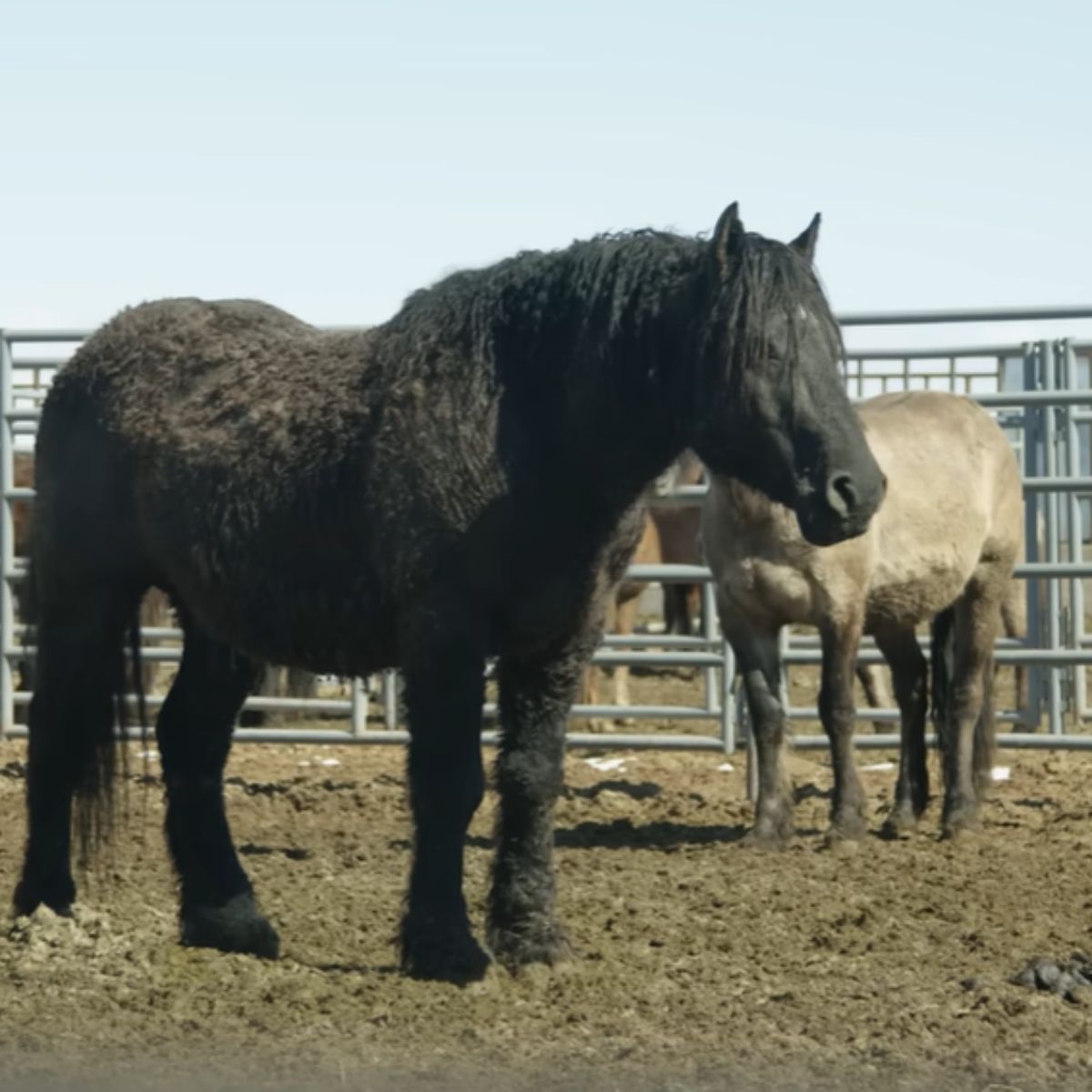 beautiful black horse