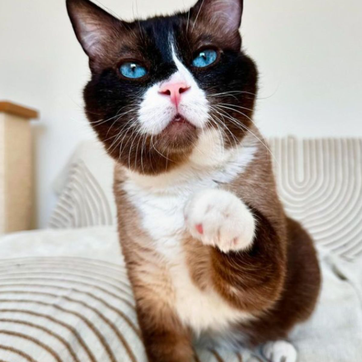 beautiful blue eyes of cat