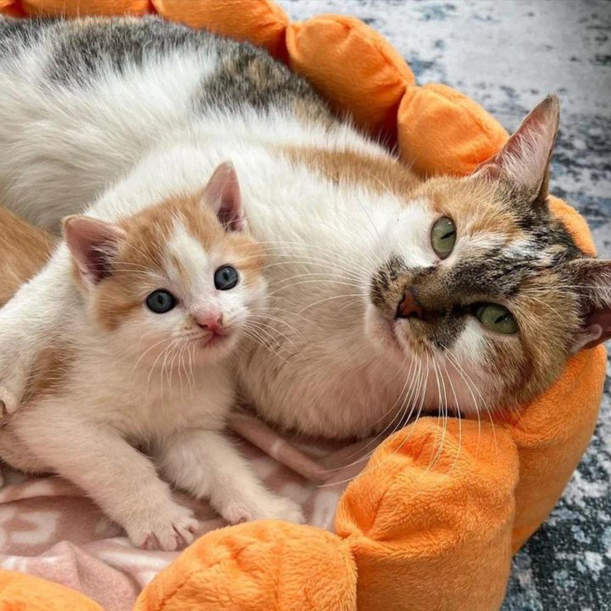beautiful cat and her kitten