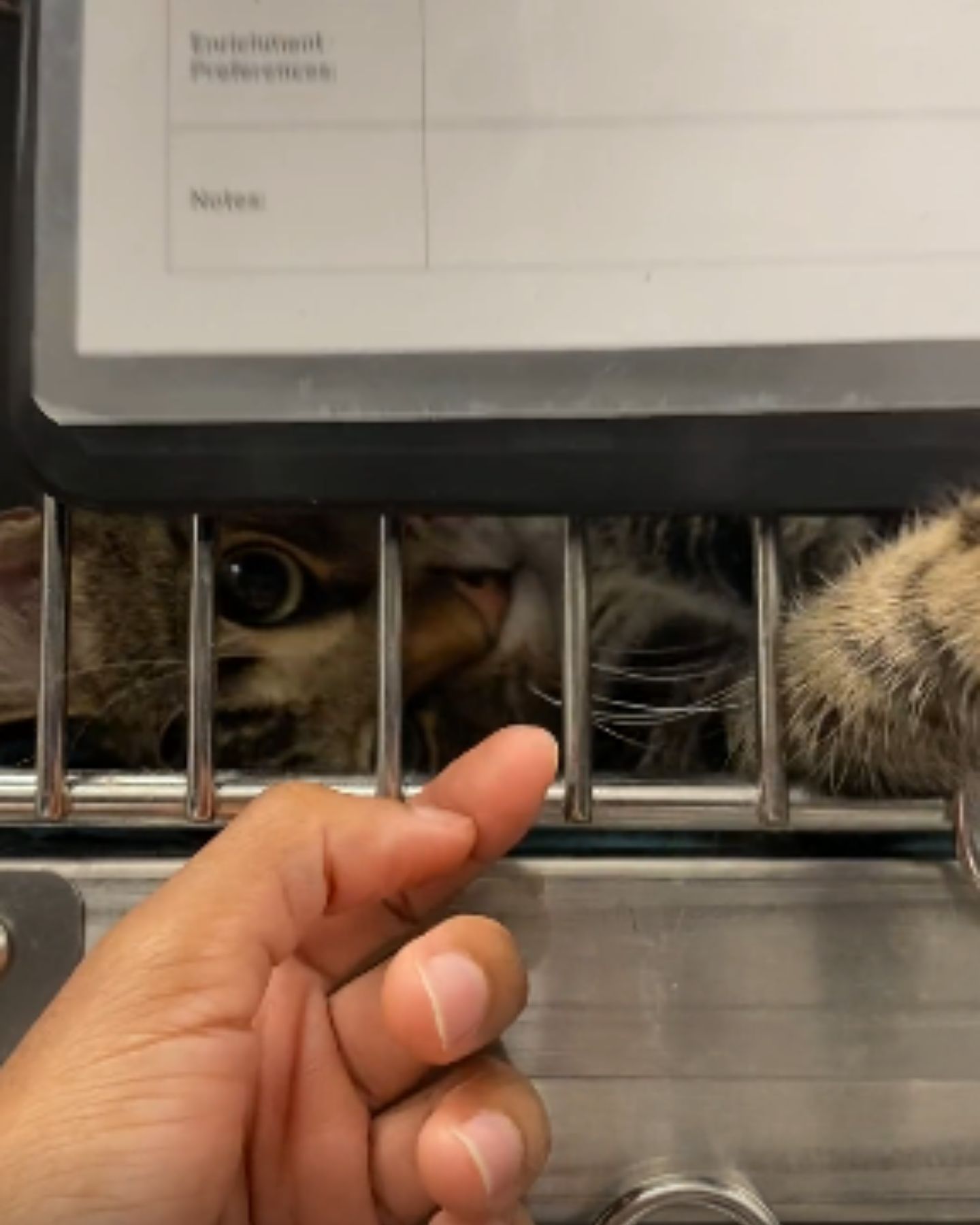 beautiful cat from the shelter