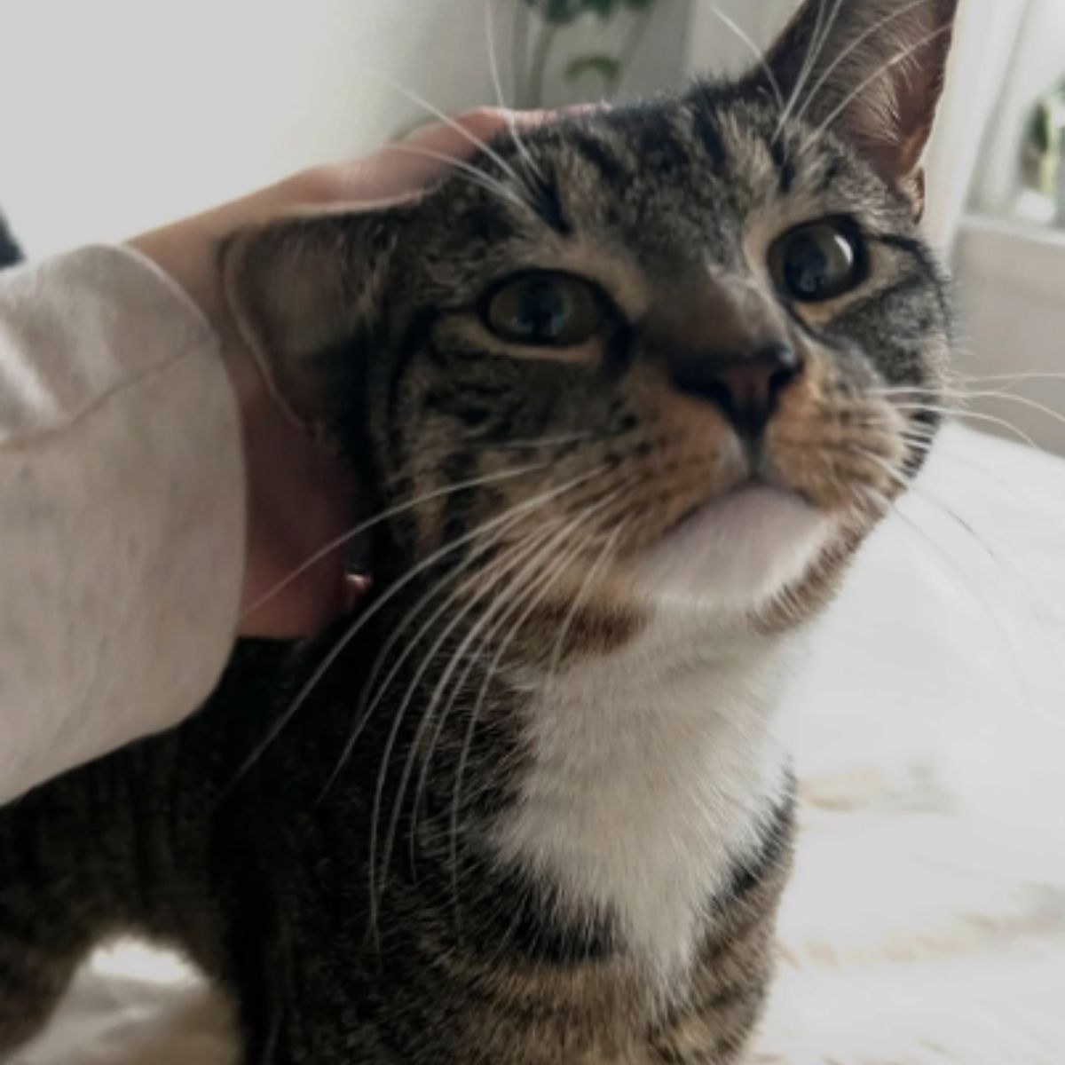 beautiful cat is being cuddled