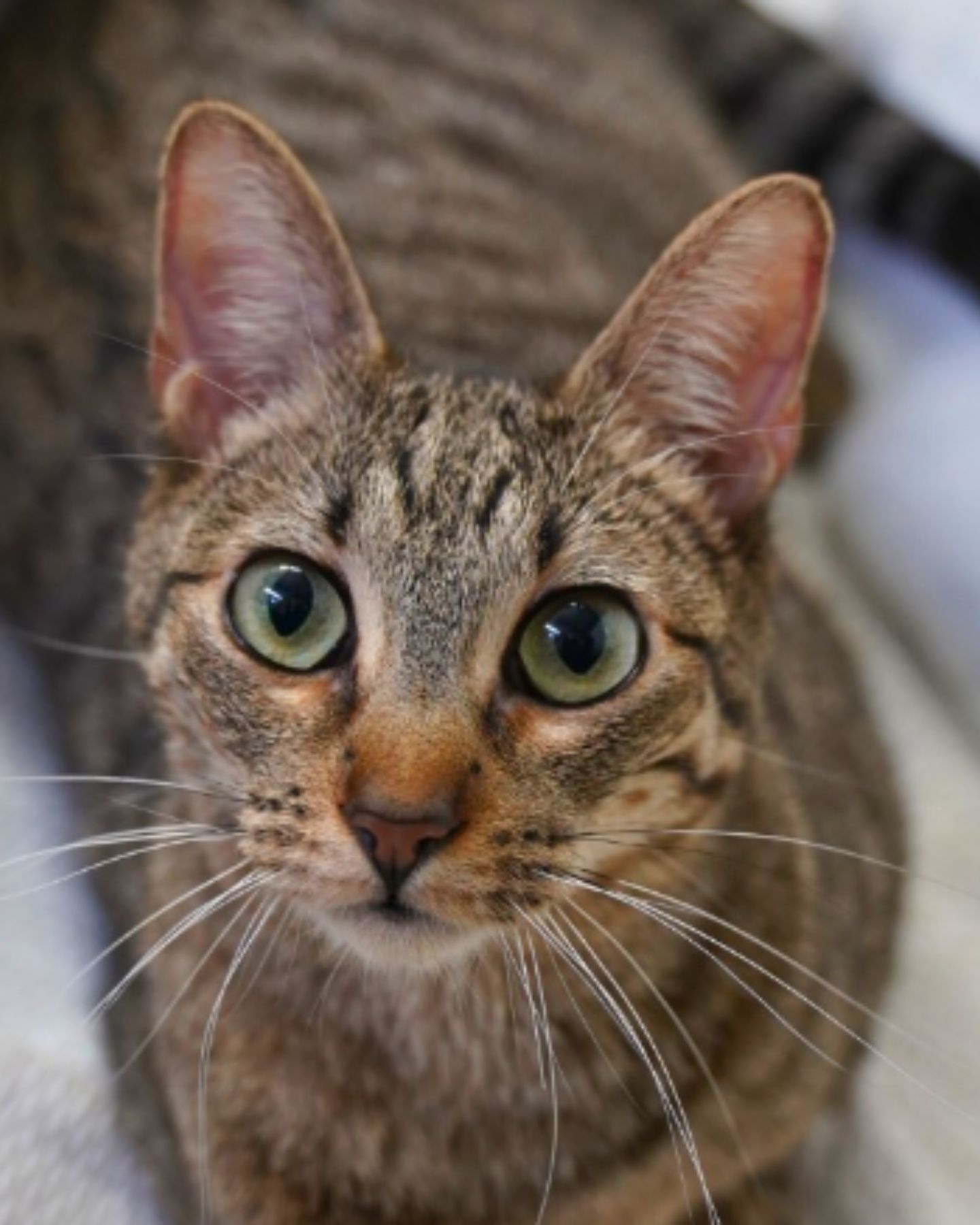 beautiful cat with big eye