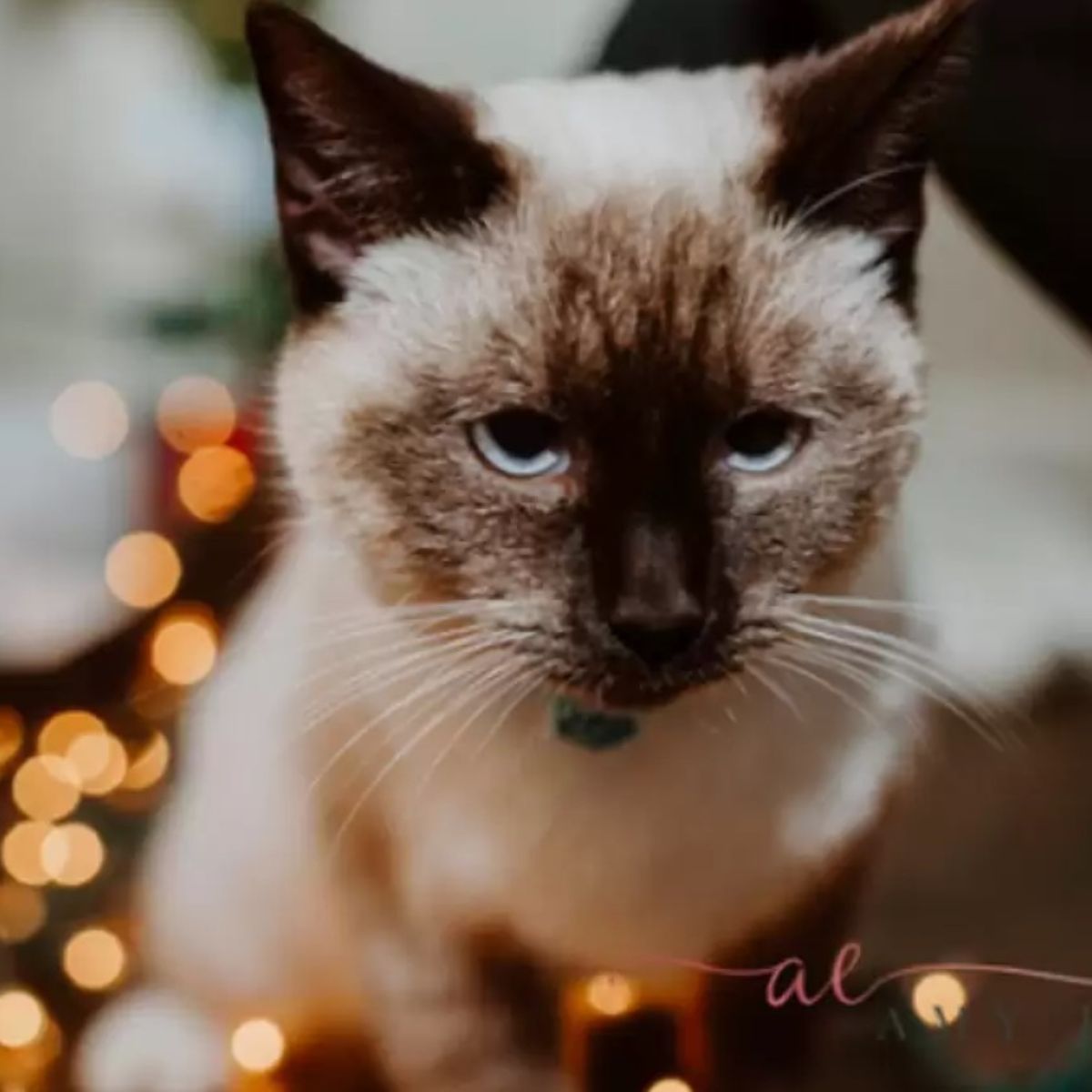 beautiful cat with blue eyes