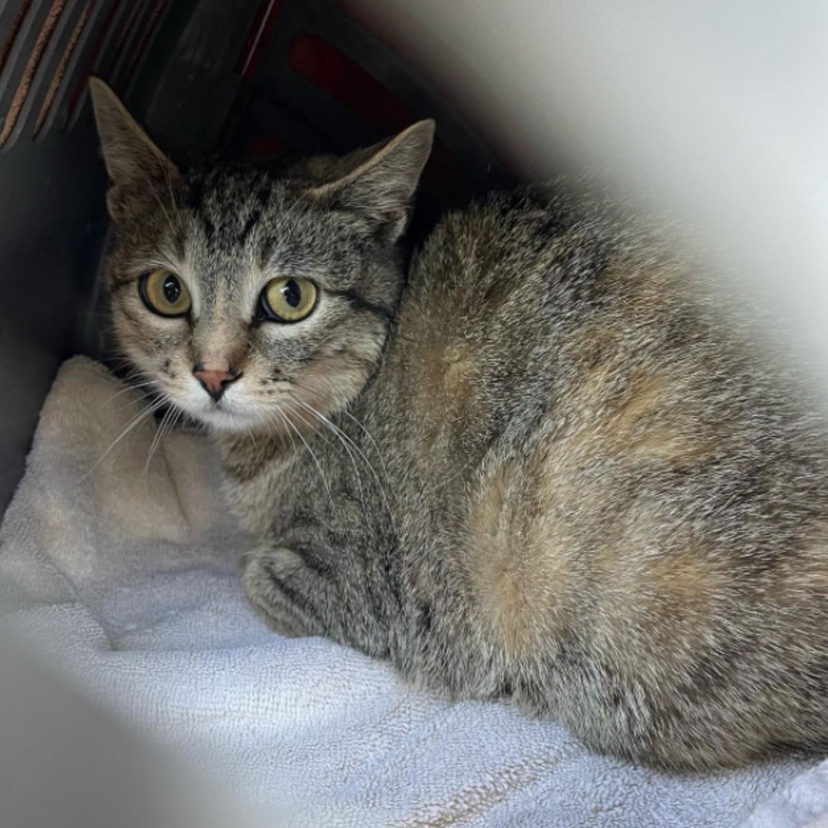 beautiful cat with scared eyes