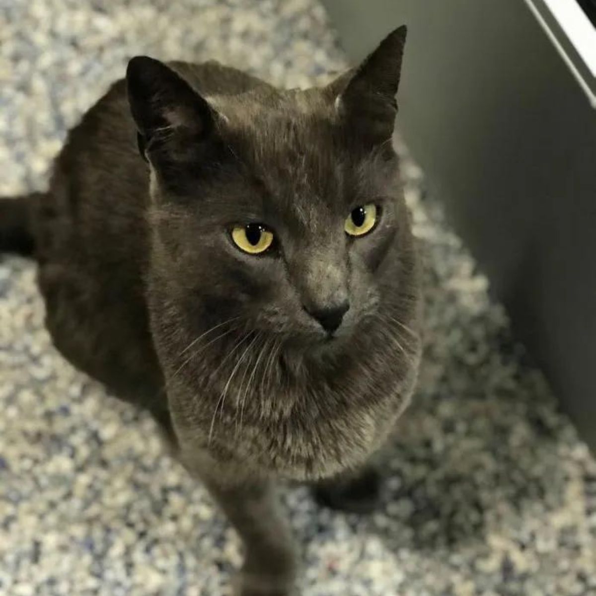 beautiful cat