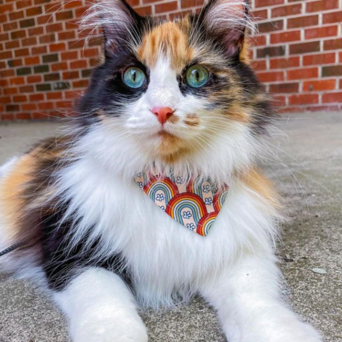 beautiful eyes of colorful cat