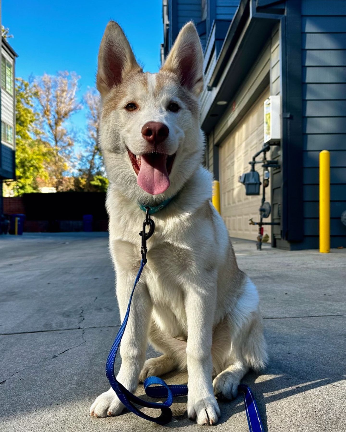 beautiful husky