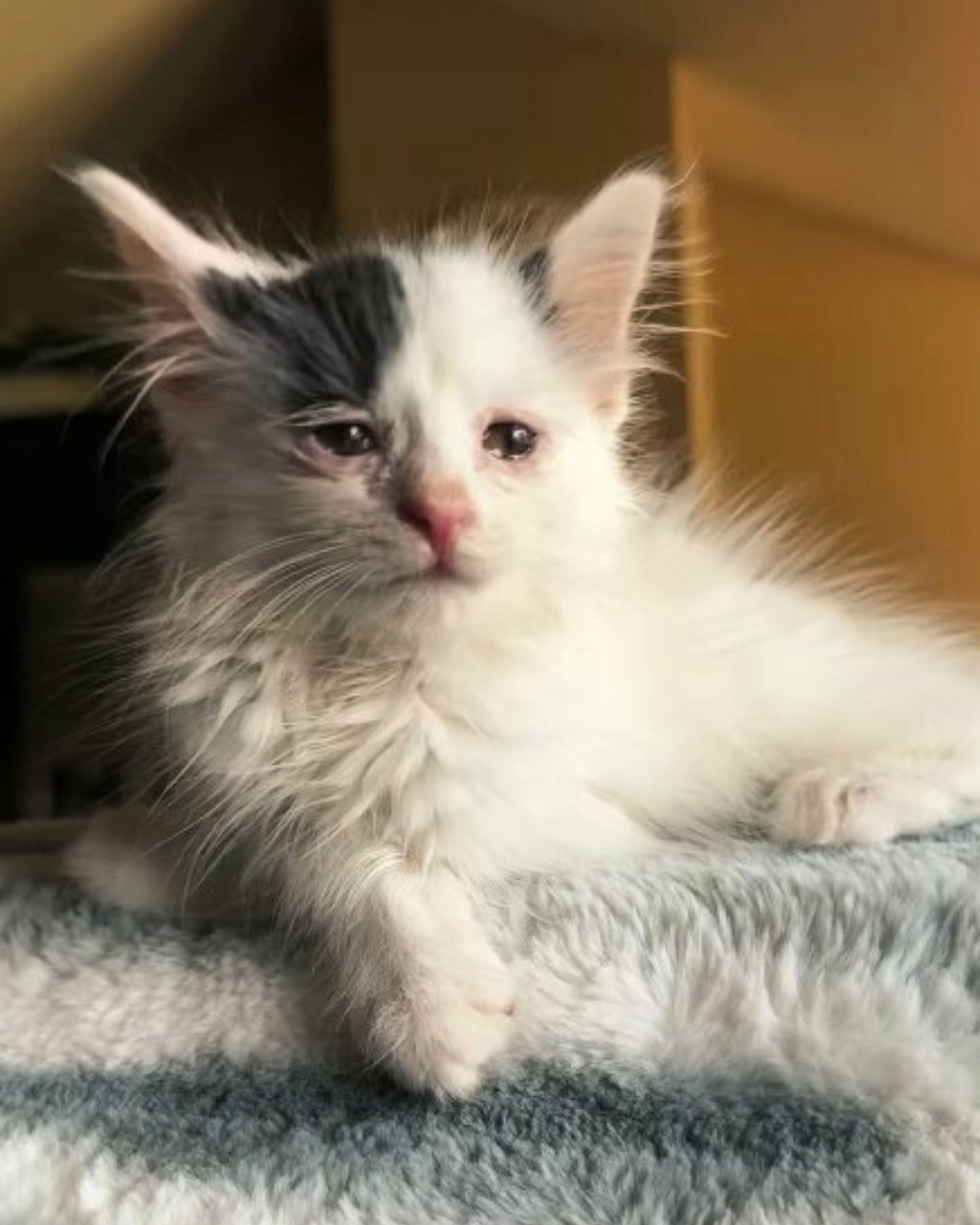 beautiful little kitten