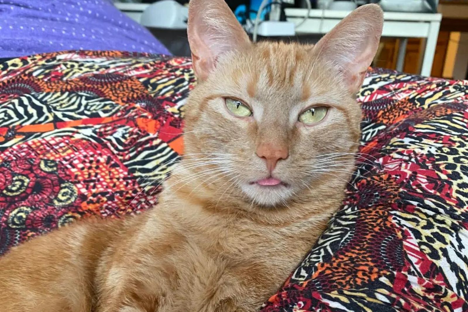 beautiful orange cat