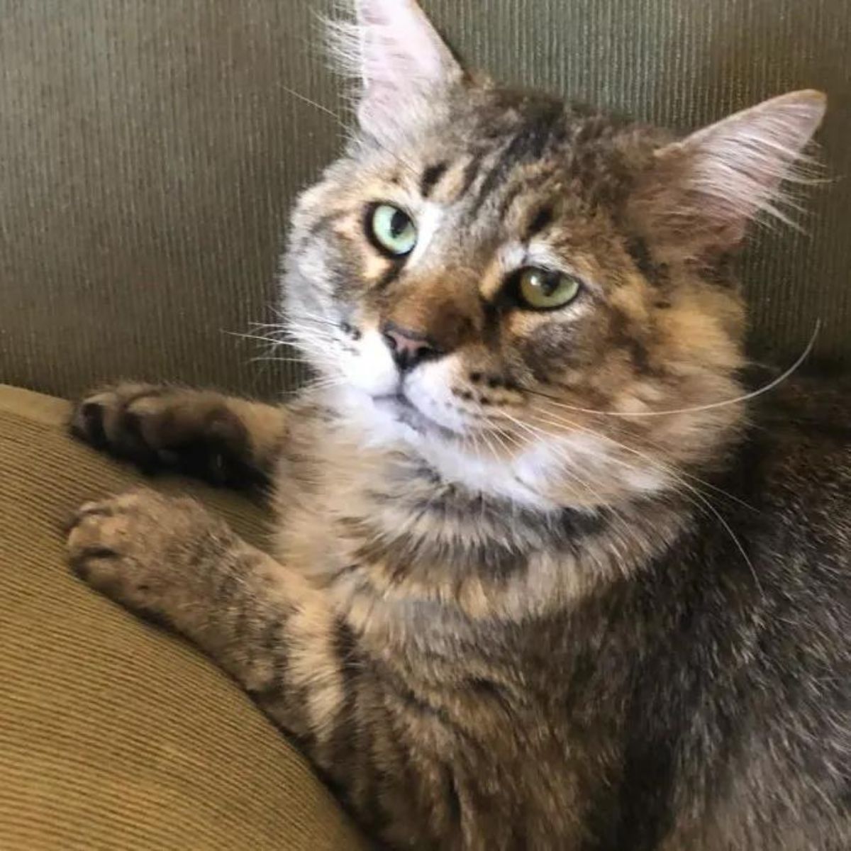 beautiful senior cat