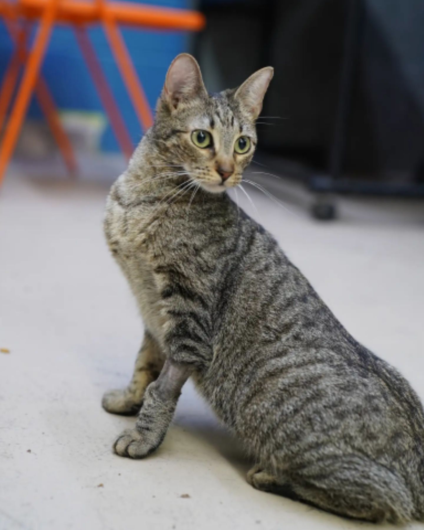 beautiful senior cat