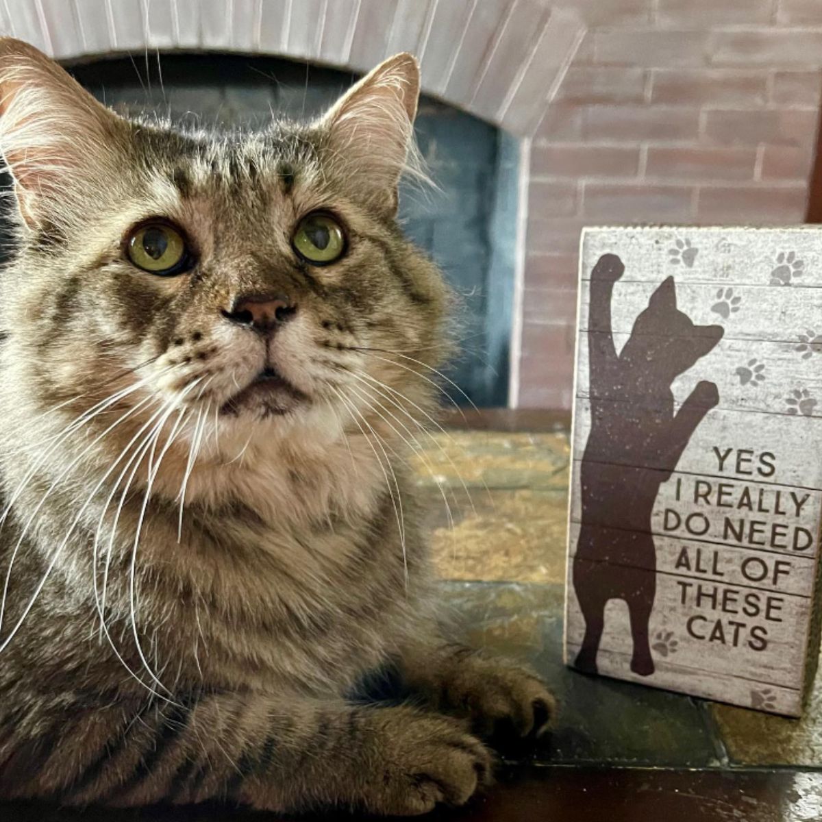 beautiful senior cat and her look