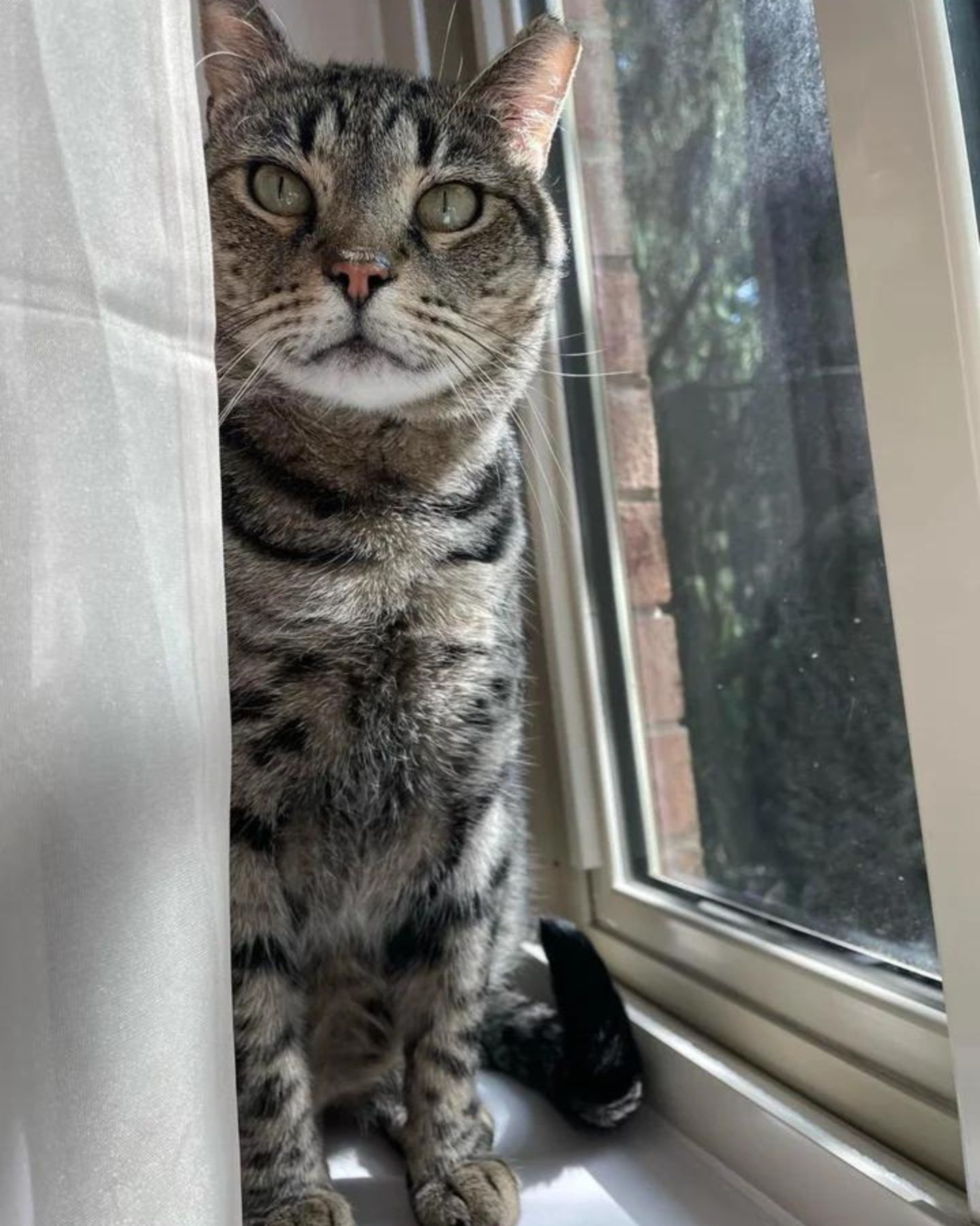 beautiful senior cat by the window