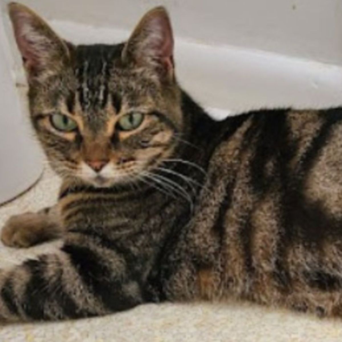 beautiful senior cat stretched out her pant