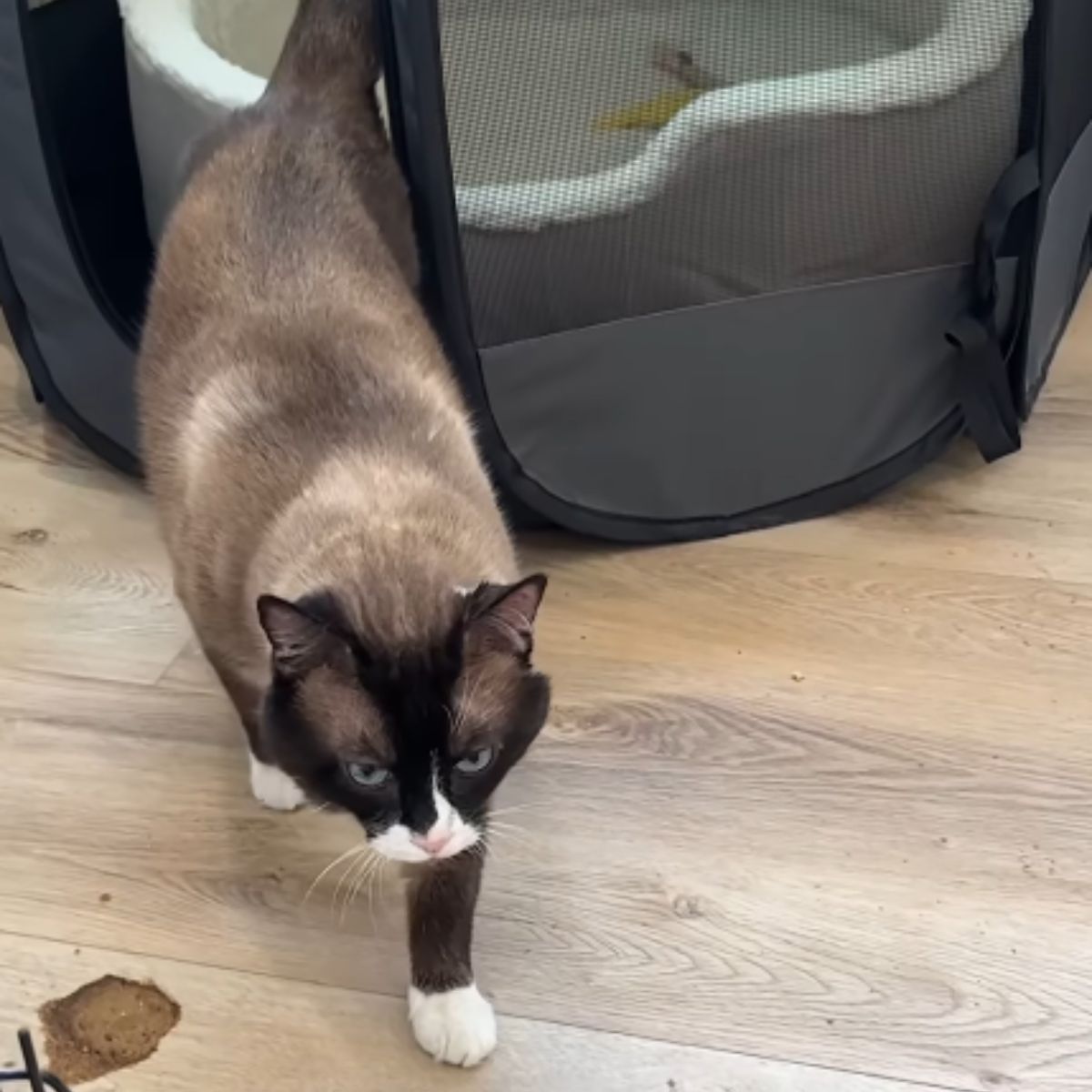 beautiful senior cat with blue eyes