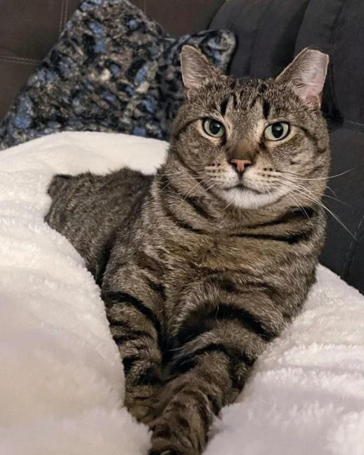 beautiful senior cat