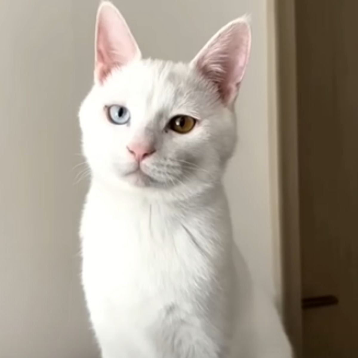 beautiful senior white cat