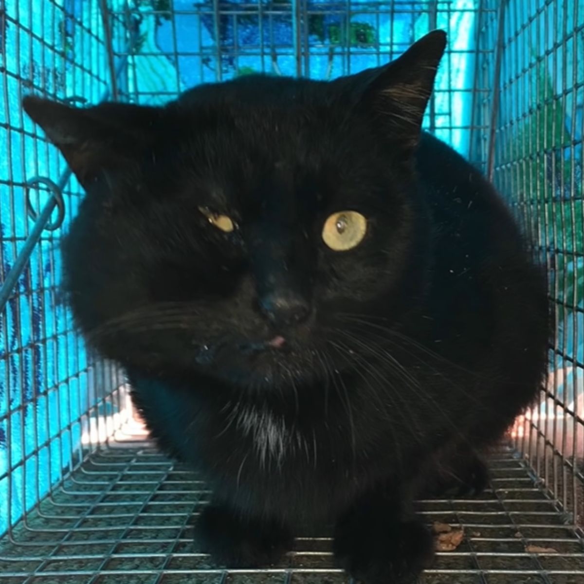 big black cat