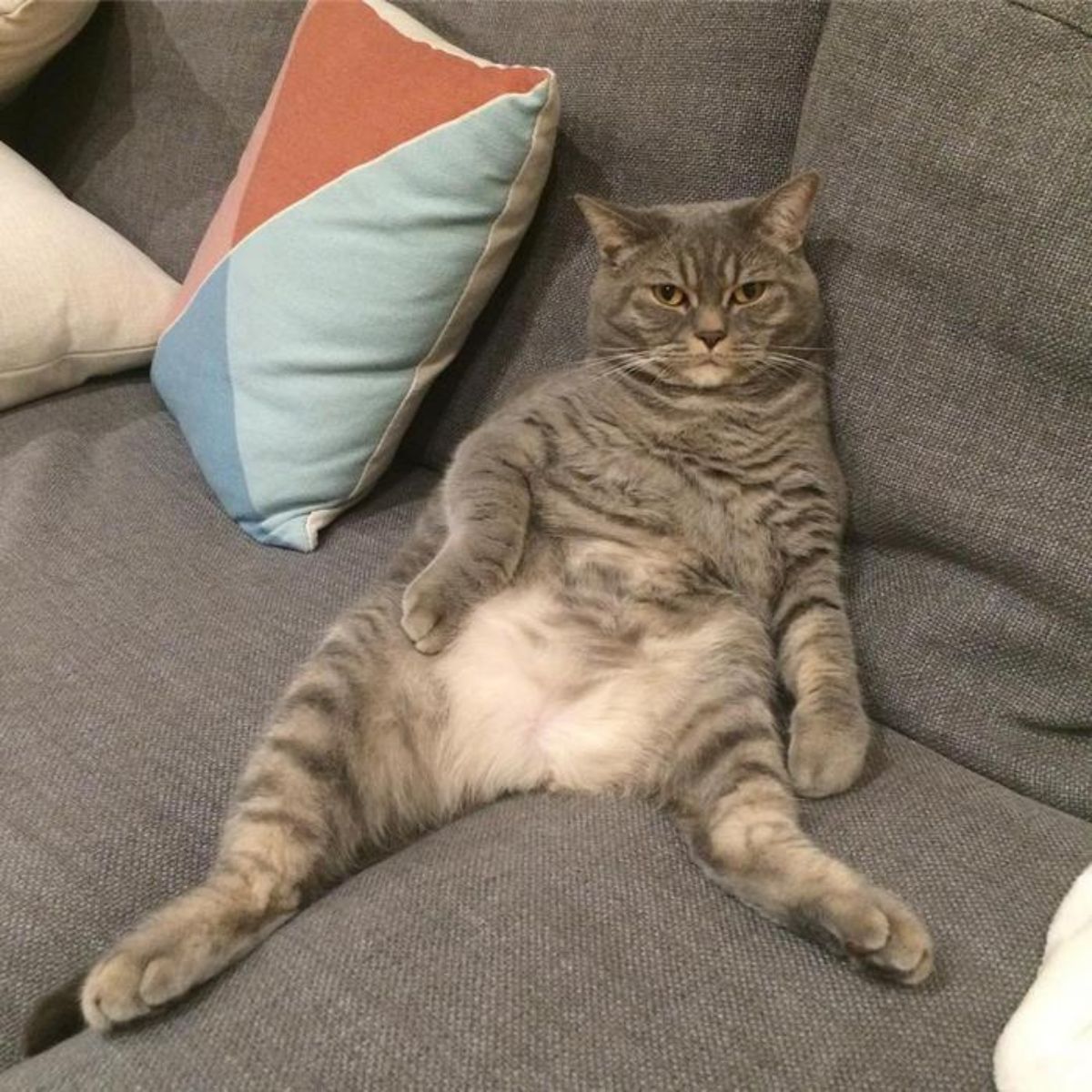 big cat is sitting on the sofa