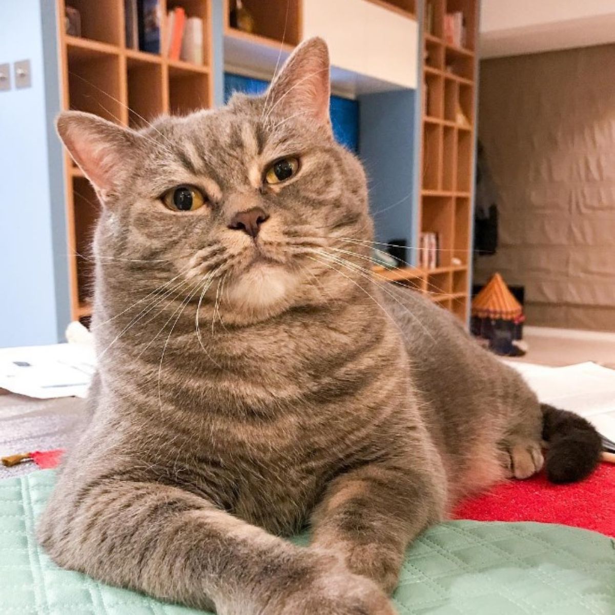 big cat lies with its paws outstretched