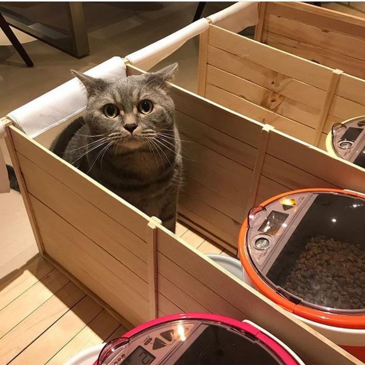 big cat next to the food bowl