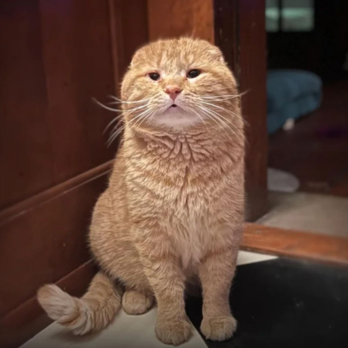 big ginger cat