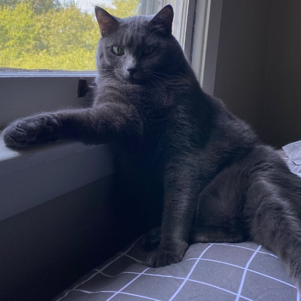 big gray cat