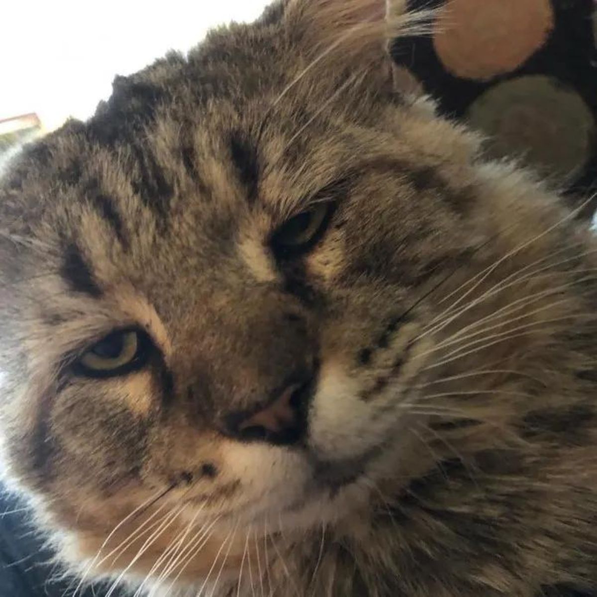 big head of a senior cat