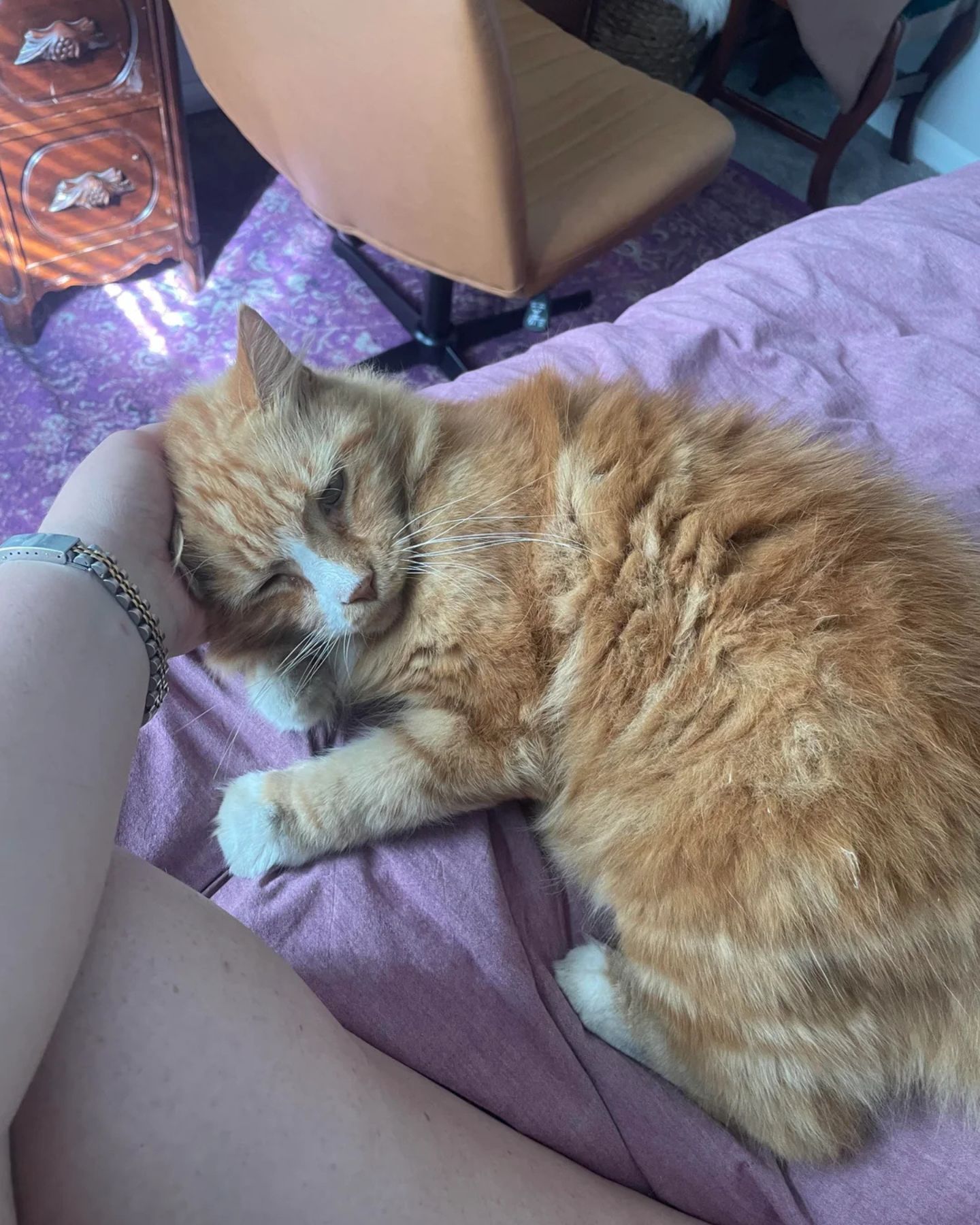 big orange cat is cuddling