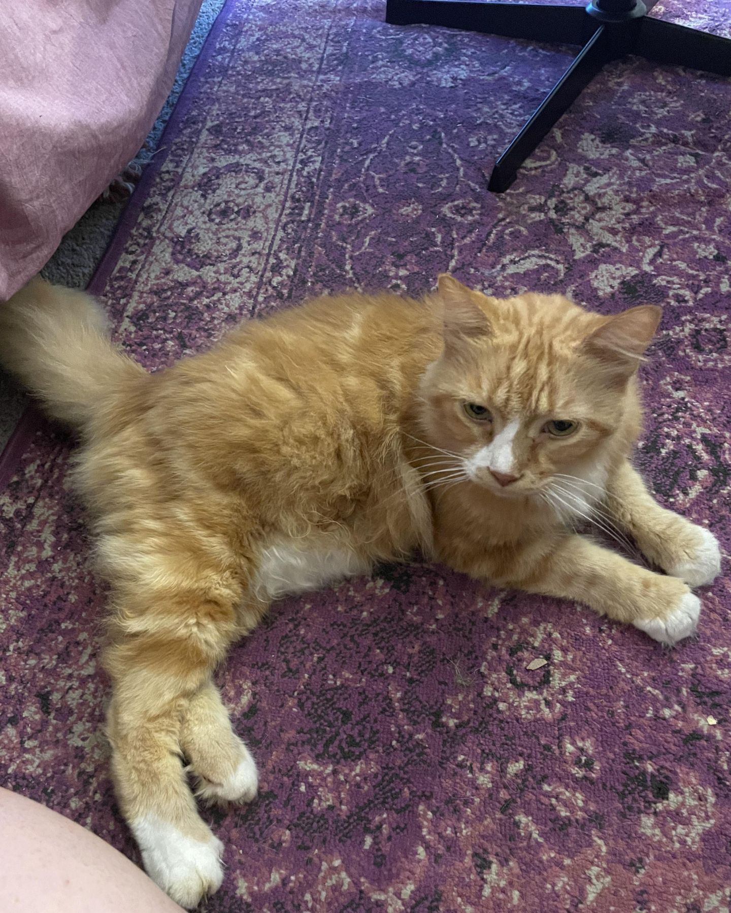 big orange cat is lying down