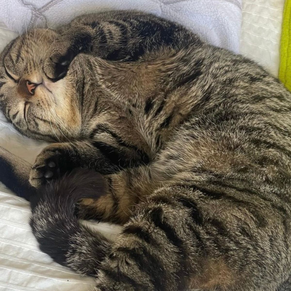 big tabby cat sleeping in bed