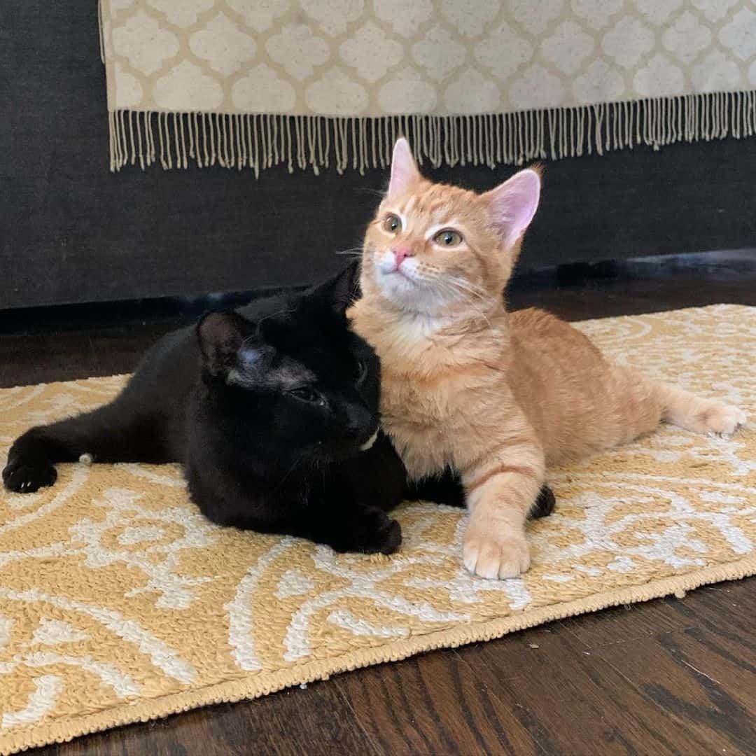 black and ginger cats