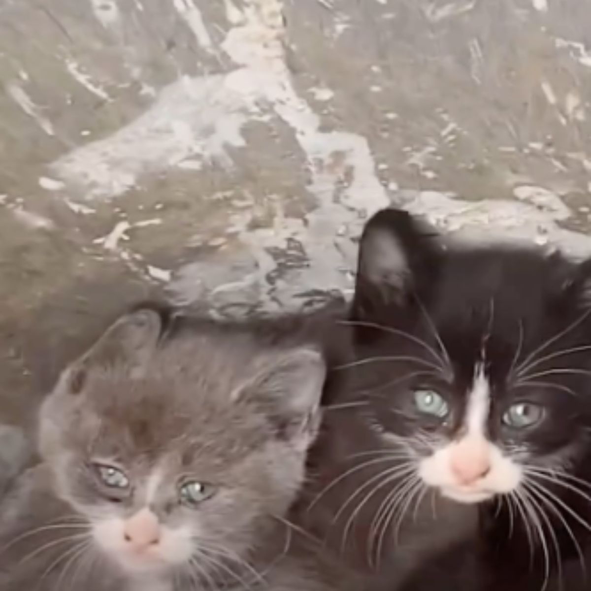 black and gray kitten