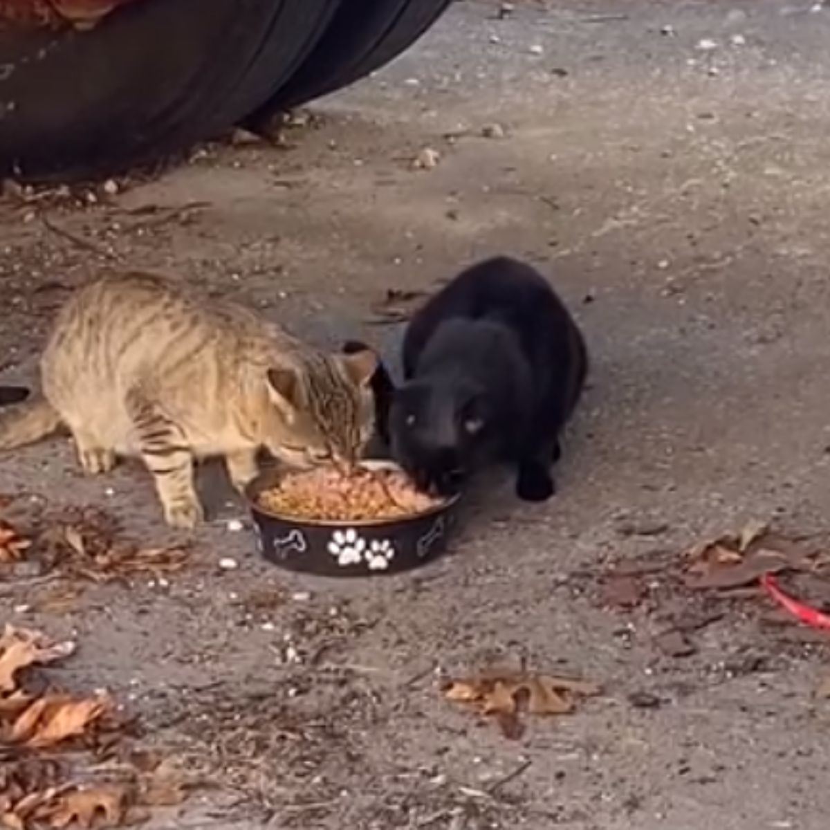 black and light cat are eating