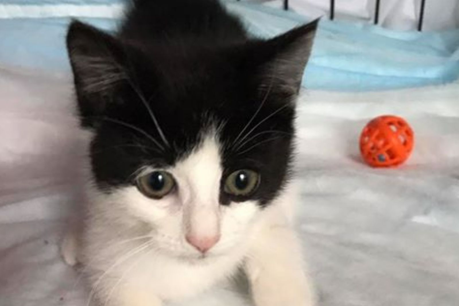 black and white cat